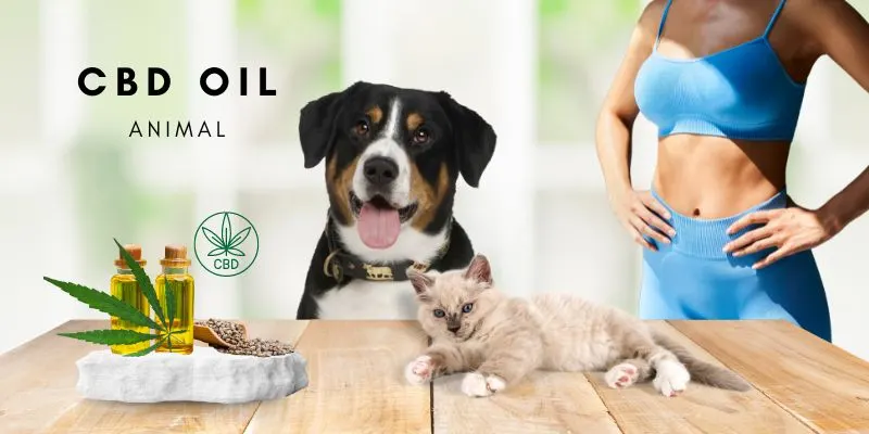 CBD Öl für Tiere: Eine natürliche Unterstützung für deine Haustiere